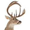 Image 2 : White Tail Deer Shoulder Mount