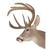 Image 3 : White Tail Deer Shoulder Mount
