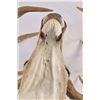 Image 4 : White Tail Deer Shoulder Mount