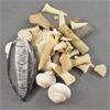 Image 1 : Lot of Mixed Fossils 