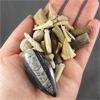 Image 2 : Lot of Mixed Fossils 