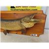 Image 2 : Nice Mounted Northern Pike 35" Long