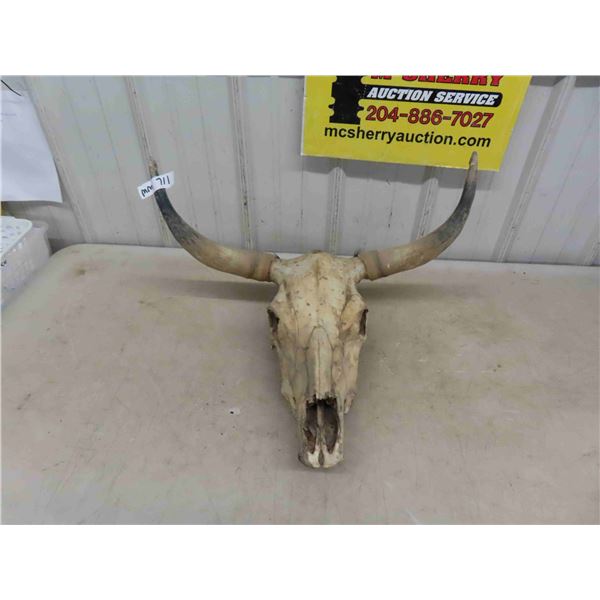 Long Horn with Skull - Horns Spread 24''