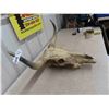 Image 2 : Long Horn with Skull - Horns Spread 24''