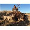Image 1 : 10-Day Alaska Peninsula Brown Bear Hunt Donated by Becharof Lodge