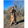Image 1 : Arizona 5-Day Mountain Lion Hunt for One Donated by Dan Adler and Diamond Outfitters