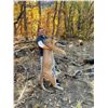 Image 4 : Arizona 5-Day Mountain Lion Hunt for One Donated by Dan Adler and Diamond Outfitters