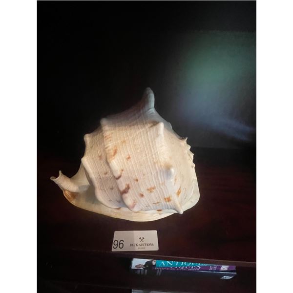 Giant Conch Shell 9 x 10L
