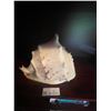 Image 1 : Giant Conch Shell 9 x 10L