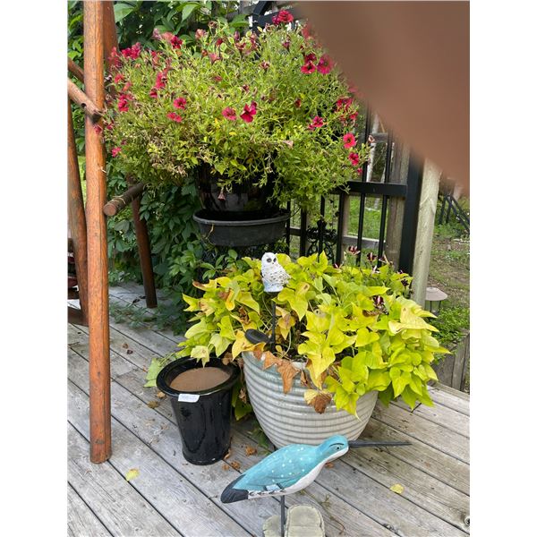 Garden Pots & Flowers