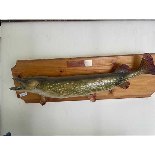Taxidermy Great Northern Pike 25lb Fish 48L