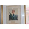 Image 2 : FRAMED "THE INDIAN REED" FROM DR. THORTON'S TEMPLE OF FLORA (19 1/2" X 22 1/4")