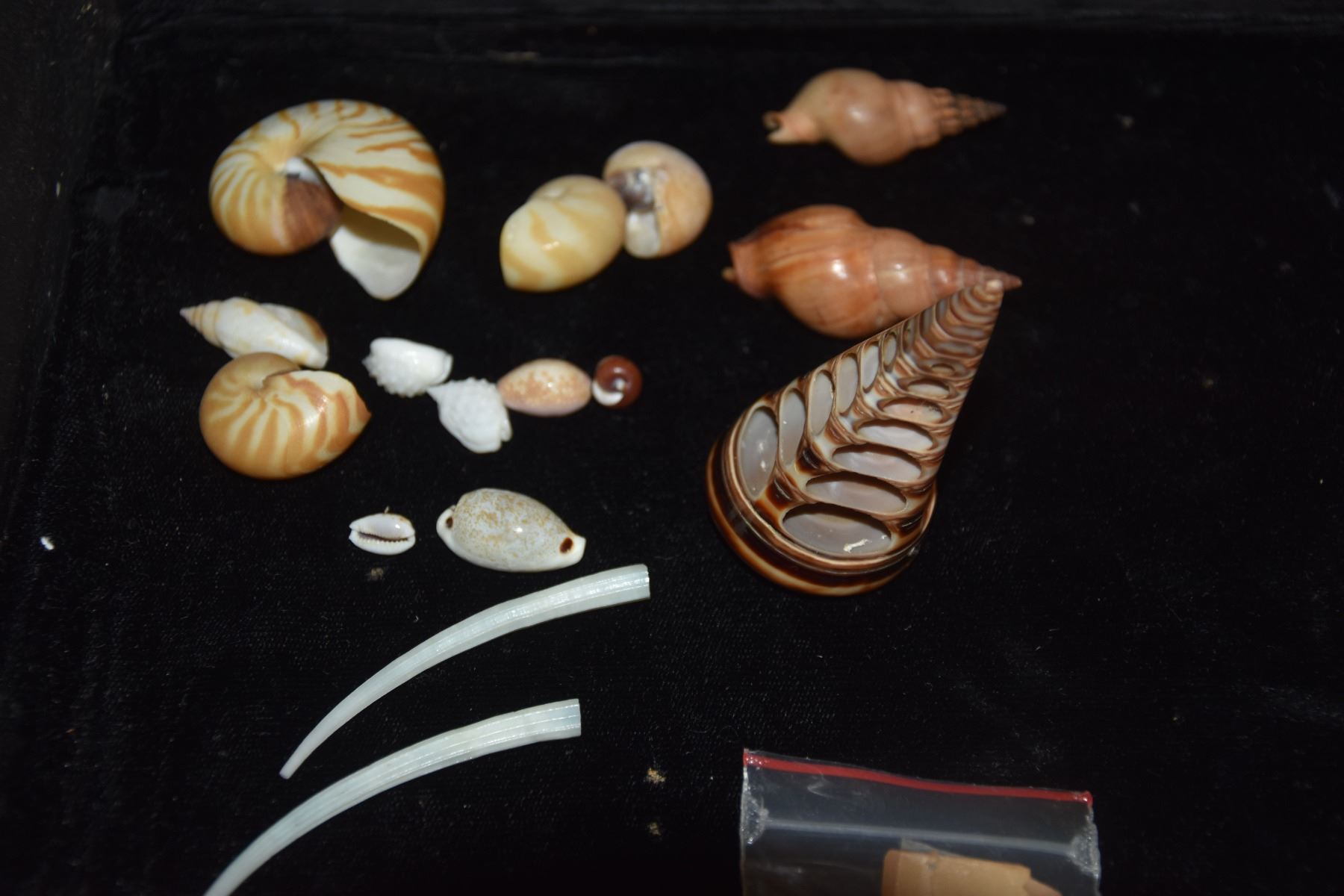 Used Shells COLLECTION OF SHELLS (45 PCS)