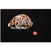 Image 2 : 5" TIGER COWRY