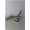 Image 7 : (4) Deer Sheds
