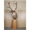 Image 2 : Red Stag Mount