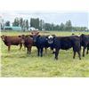 Image 1 : Scott Odgers - 1000# September Grass Steers - 62 Head (Caroline, AB)