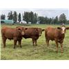 Image 2 : Scott Odgers - 1000# September Grass Steers - 62 Head (Caroline, AB)
