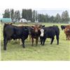 Image 4 : Scott Odgers - 1000# September Grass Steers - 62 Head (Caroline, AB)