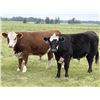 Image 5 : Scott Odgers - 1000# September Grass Steers - 62 Head (Caroline, AB)