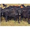 Image 1 : JT Cholin Farms - 950# September Grass Steers - 65 Head (Biggar, SK)