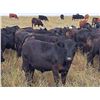 Image 1 : JT Cholin Farms - 850# September Grass Steers - 72 Head (Biggar, SK)