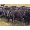 Image 2 : JT Cholin Farms - 850# September Grass Steers - 72 Head (Biggar, SK)
