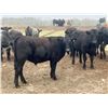 Image 2 : Kings Corner Farms - 780# Aug/Sept Grass Steers - 71 Head (Corning, SK)