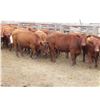 Image 1 : RBD Ranch - 900# August Grass Steers - 21 Head (Milestone, SK)