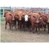Image 2 : RBD Ranch - 900# August Grass Steers - 21 Head (Milestone, SK)