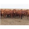 Image 2 : RBD Ranch - 1000# August Grass Heifers - 102 Head (Milestone, SK)