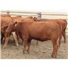 Image 8 : RBD Ranch - 1000# August Grass Heifers - 102 Head (Milestone, SK)