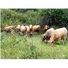 Image 2 : Westview Cattle Co. - 900# August Grass Heifers - 112 Head (Consort, AB)