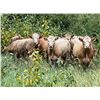 Image 3 : Westview Cattle Co. - 900# August Grass Heifers - 112 Head (Consort, AB)