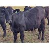 Image 2 : JT Cholin Farms - 850# September Grass Heifers - 72 Head (Biggar, SK)