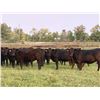 Image 2 : Houston Farms - 800# August Grass Heifers - 100 Head (Eckville, AB)
