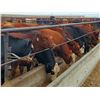 Image 1 : Paul Adams - 860# September Yearling Heifers - 112 Head (Irricana, AB)