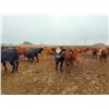 Image 3 : Paul Adams - 860# September Yearling Heifers - 112 Head (Irricana, AB)