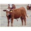 Image 8 : Lonnie Thorson - 680# Steer Calves - 60 Head (Hays, AB)