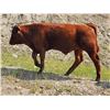 Image 2 : OK Ranch - 510# Steer Calves - 100 Head (Big Bar, BC)