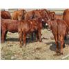 Image 1 : OK Ranch - 565# Heifer Calves - 95 Head (Big Bar, BC)