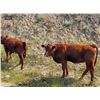 Image 2 : OK Ranch - 565# Heifer Calves - 95 Head (Big Bar, BC)