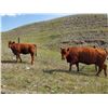 Image 8 : OK Ranch - 565# Heifer Calves - 95 Head (Big Bar, BC)