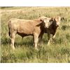 Image 2 : Einar, Judy, Logan & Emily Nelson - 560# Steer Calves - 90 Head (Maycroft, AB)