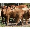 Image 2 : Einar, Judy, Logan & Emily Nelson - 520# Heifer Calves - 90 Head (Maycroft, AB)