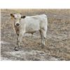 Image 2 : Strickland Cattle Co - 500# Steer Calves - 60 Head (Milestone, SK)