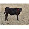 Image 8 : Strickland Cattle Co - 500# Steer Calves - 60 Head (Milestone, SK)