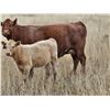 Image 1 : Strickland Cattle Co - 480# Heifer Calves - 75 Head (Milestone, SK)