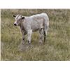 Image 2 : Strickland Cattle Co - 480# Heifer Calves - 75 Head (Milestone, SK)