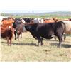 Image 8 : 6 S Feeders Inc. - 1500# Cows - 200 Head (Moosomin, SK)